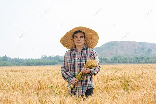 files/pngtree-photograph-of-a-farmer-holding-wheat-in-a-wheat-field-during-image_827123.jpg